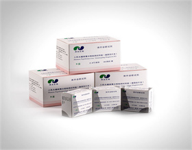 HPV定量检测试剂盒
